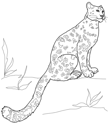 Snow Leopard Sitting Coloring Page